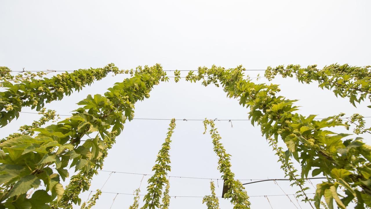 Hops bines climb the vertical trellis. Picture: Zoe Phillips