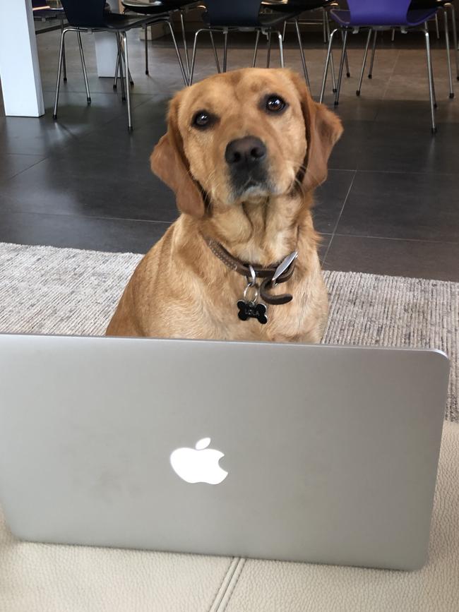 Lola lends a helping paw. Picture: Sophie Welsh