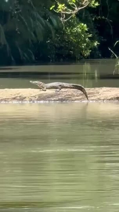 Crocodile spotted near Cedar Creek Falls.