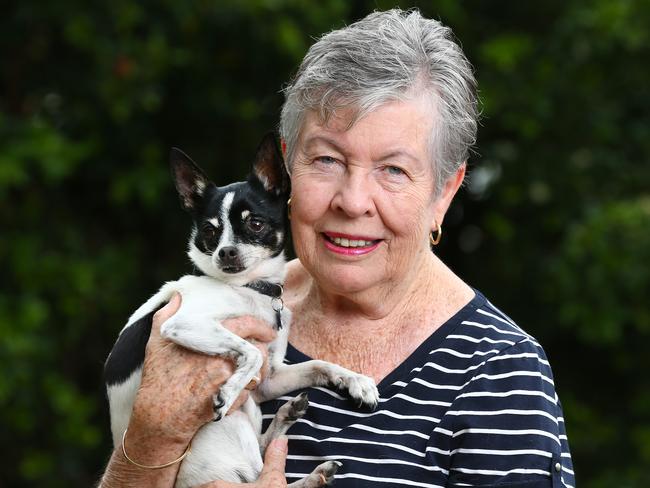 "Bobby" the chihuahua was saved from the jaws of a carpet snake by Royala Rooney and her grandson Oscar Mikami. Picture: Adam Head