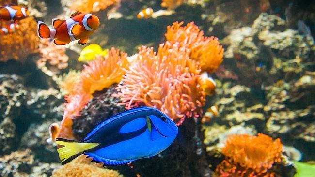 Leader Competition: Win SEA LIFE Melbourne Aquarium family passes ...