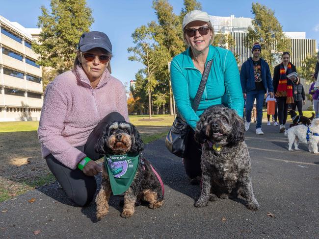 RSPCA SA's Million Paws Walk in Adelaide on May 25, 2025. Picture: Ben Clark