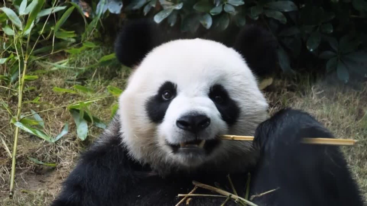 New giant pandas unveiled to media in Hong Kong before public debut