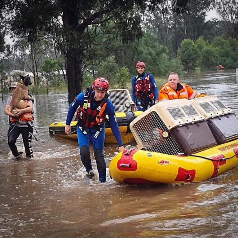 Penrith SES volunteers are seen rescuing these animals from the floods. Picture: Penrith SES