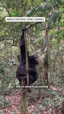 Chimpanzee Trekking in Uganda