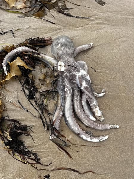 A sludge-coloured foam and several dead fish have been sighted on the beaches of Waitpinga Point to Victor Harbor, causing a stir in the community. Picture: Facebook