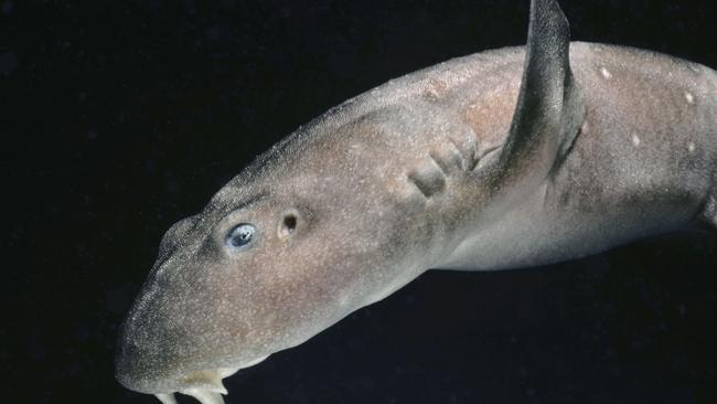 Dead shark found at Dee Why killed by rubber band | Daily Telegraph