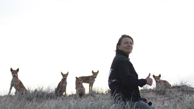 Dr Behrendorff has worked with dingoes on K’gari for years but says she hopes tourists respect them in their natural habitat. Picture: Queensland Government