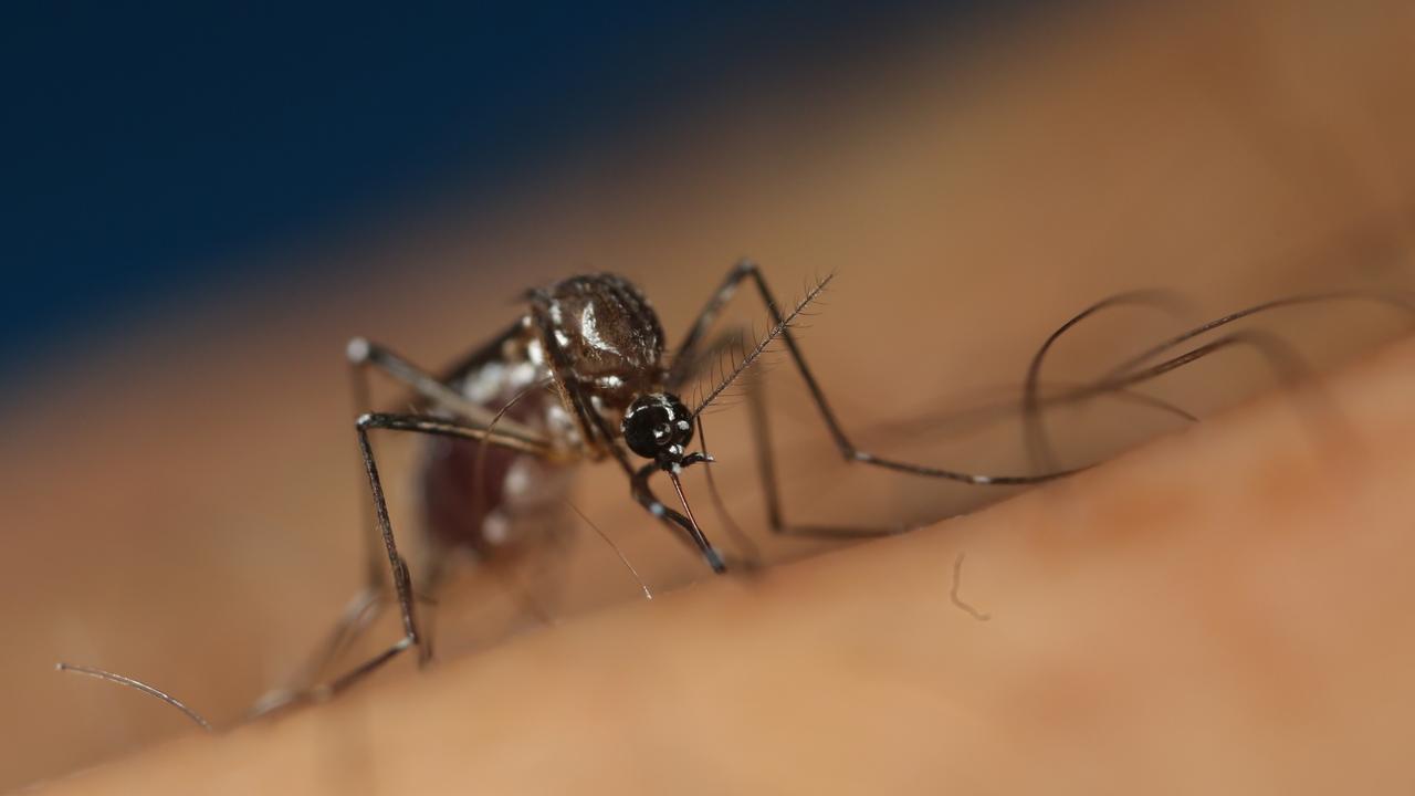 Plan to unleash genetically modified mozzies on Australia