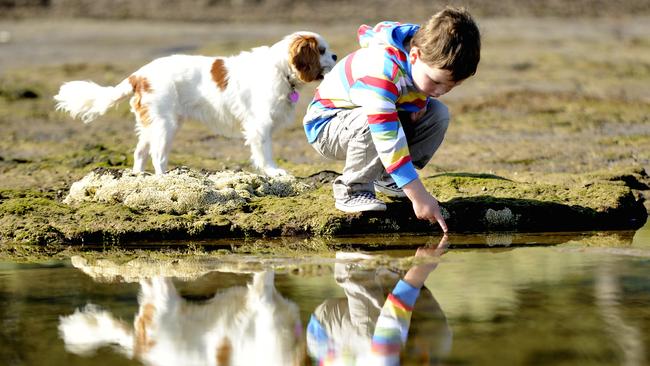 Kids and dogs alike can roam free at the sanctuary, and the Bayside Dog Alliance want it to stay that way.