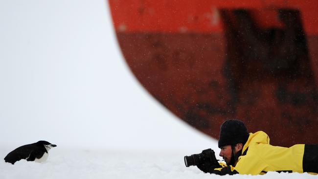 A researcher from the Aurora Australis photographs a Chinstrap Penguin on the fast ice in Commonwealth Bay 10nm from Mawson's Hut in Antarctica, Friday, Jan. 13, 2012. (AAP Image/Dean Lewins)