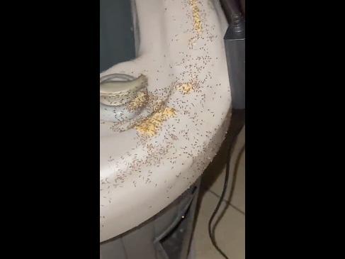 Gold Coast spa's nightmare pest invasion