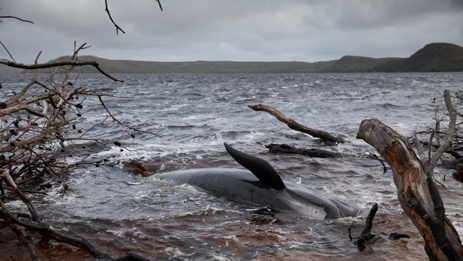 A stranded whale at Macquarie Heads in Tasmania. Picture: NCA NewsWire / Grant Wells