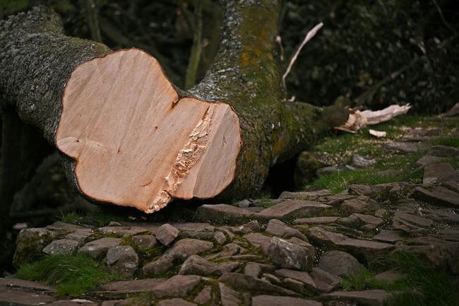 The clean cut of the trunk indicated a chainsaw had been used