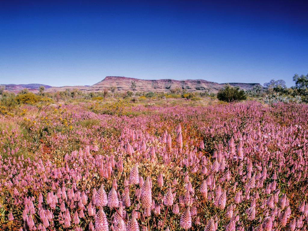 Advice For Seeing Western Australias Wildflowers Group Tours Self Drive Scenic Flights