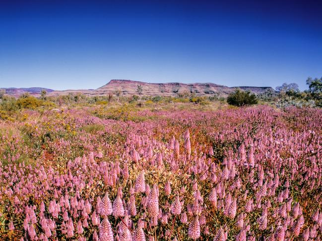Advice for seeing Western Australia's wildflowers: group scenic flights, festivals, Park, bike tours, parks | escape.com.au