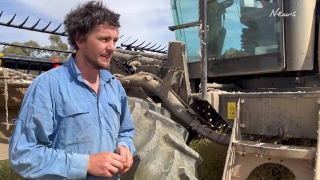 Canola harvest shapes up well