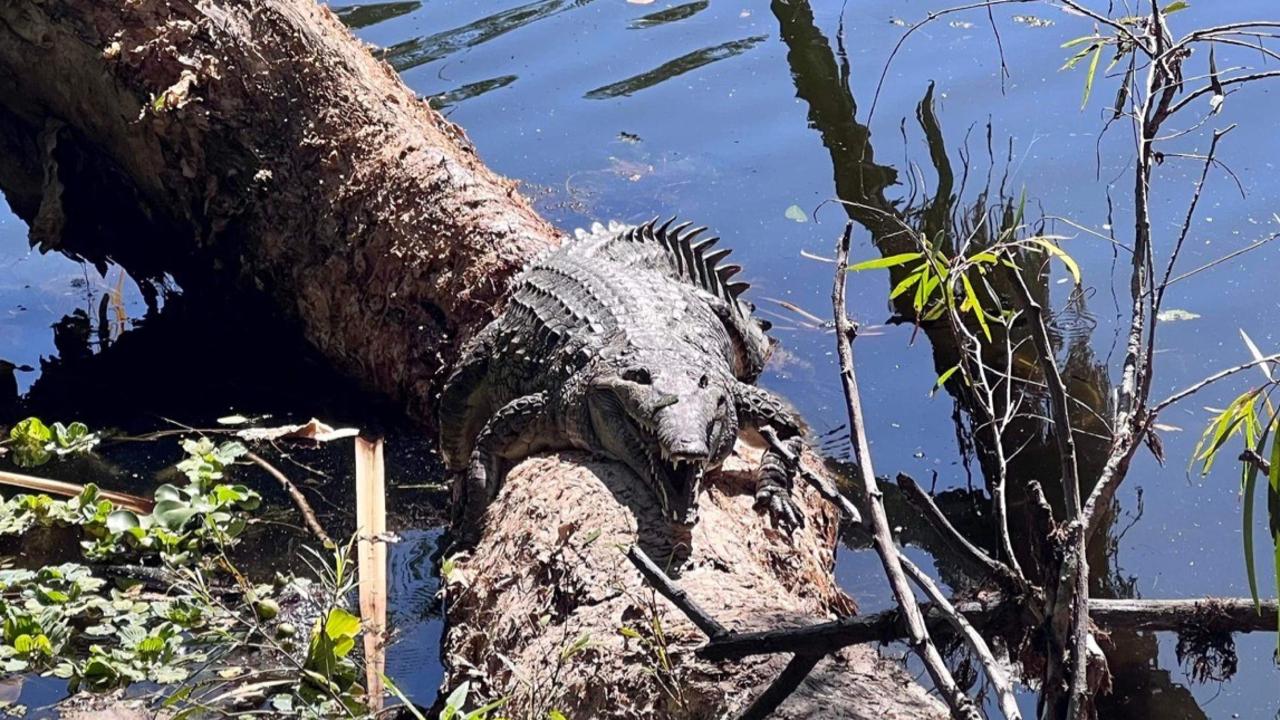 "Ross the Croc" was snapped with a turtle on his back along the Ross River near Douglas Park on Sunday. Picture: Kane Wiblen