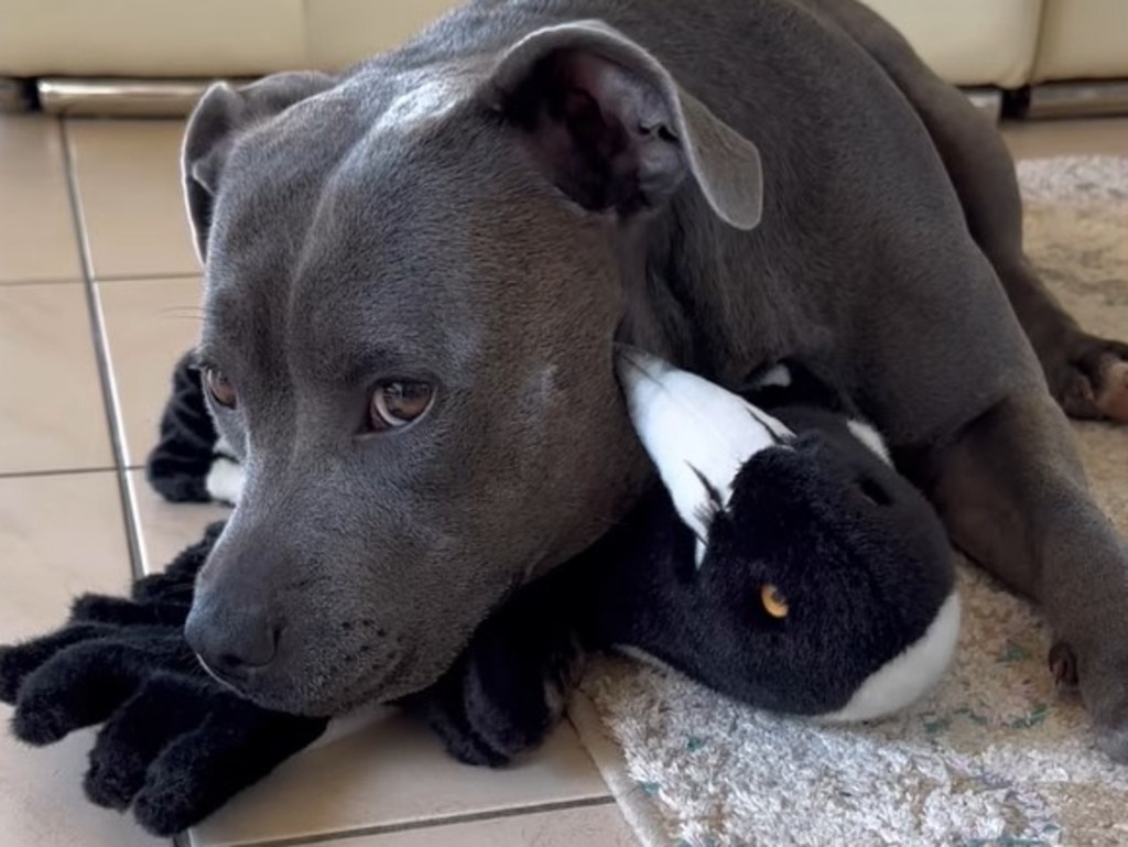 Peggy was seen cuddling a plush toy magpie in Molly’s absence. Picture: Facebook