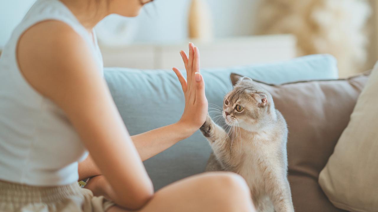 Most people infected with Toxoplasma experience no significant behavioural changes, and the majority of cat owners are perfectly healthy.