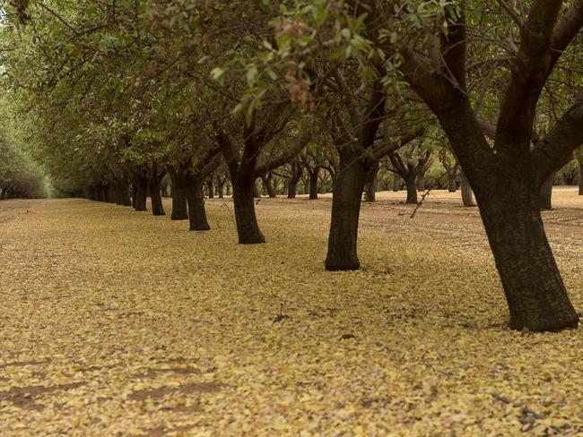 Almond fruit grows on almond trees at a Select Harvests Ltd. farm near Wemen, Australia, on Tuesday, March 15, 2016. The latest Rabobank Rural Confidence survey shows that Australian rural confidence has rebounded to strong levels after falling last quarter, with eight out of 10 farmers expecting conditions to improve or remain similar to last year, Rabobank said in a statement. Photographer: Carla Gottgens/Bloomberg via Getty Images