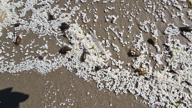 Imaged supplied of the Bob Brown Foundation showing fish matter washed up on Bruny Island