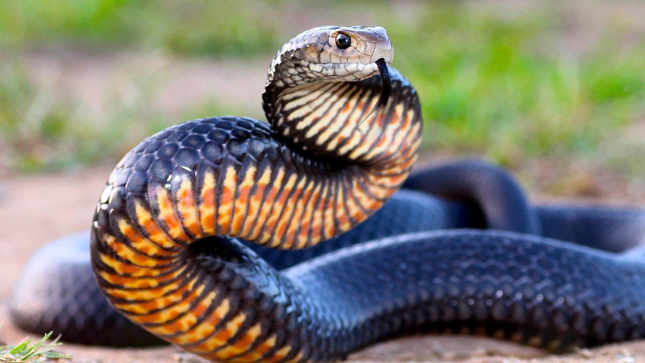 Townsville snake bites: two people bitten a week on average ...