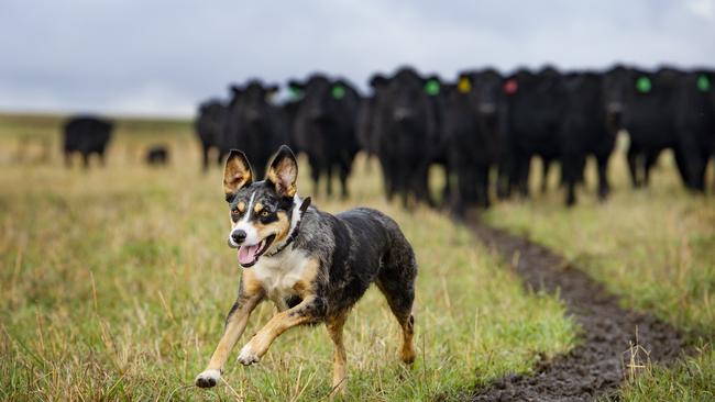 Tilly the Koolie Kelpie at her Malmbury property. Picture: Zoe Phillips