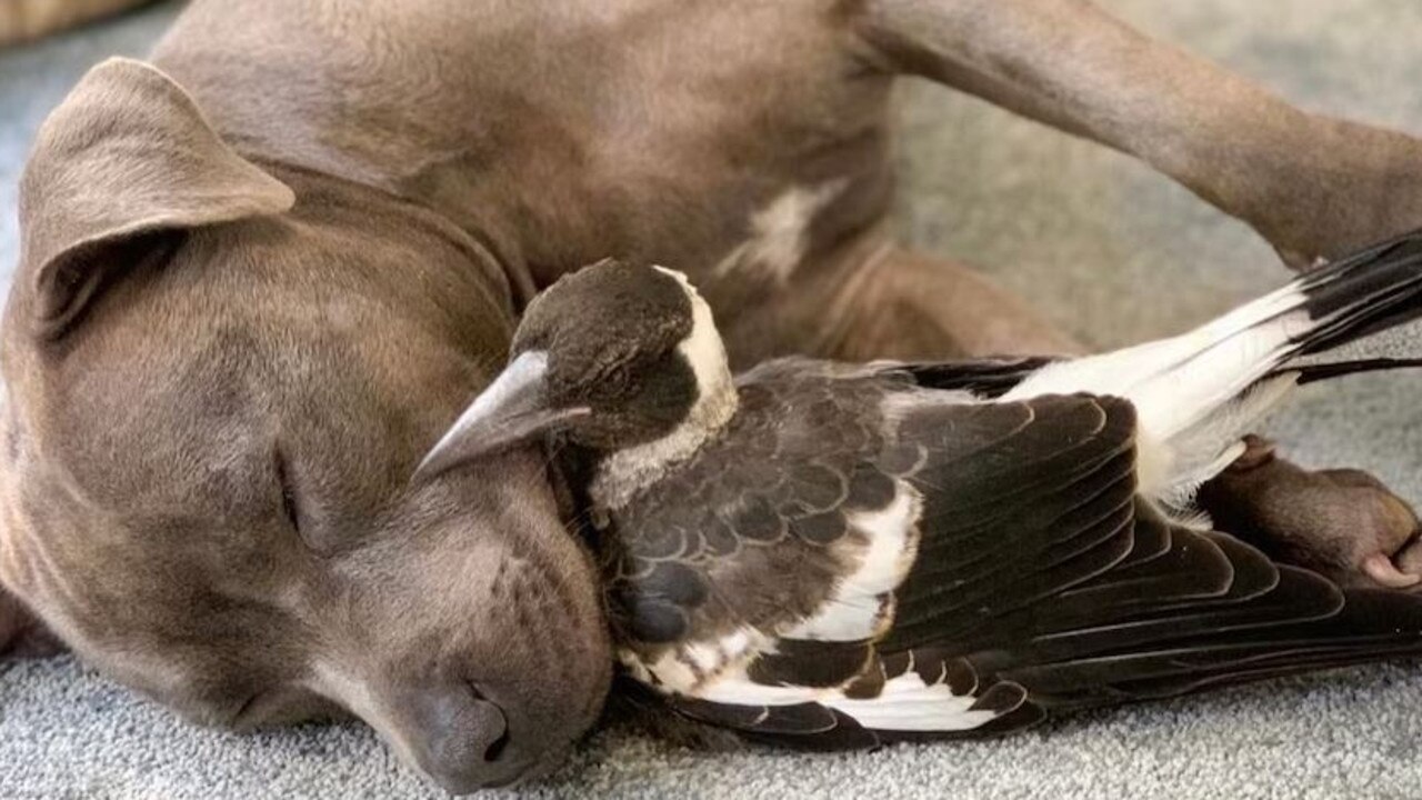 Molly the magpie rose to internet fame after becoming best friends with Peggy the staffy. Picture: Instagram / @peggyandmolly