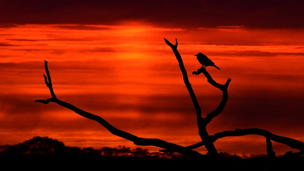 Red sky in the morning... Dawn picture: Geoff Brooks, Monarto Safari Park