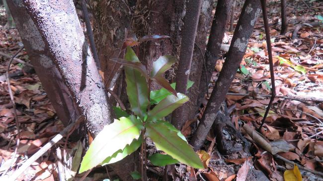 HOPE RISING: New life brings hope after fires burn rare macadamias.