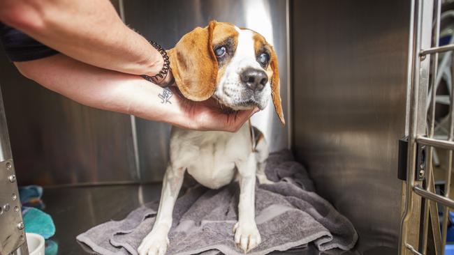 A beagle is cared for. Picture: Rob Leeson