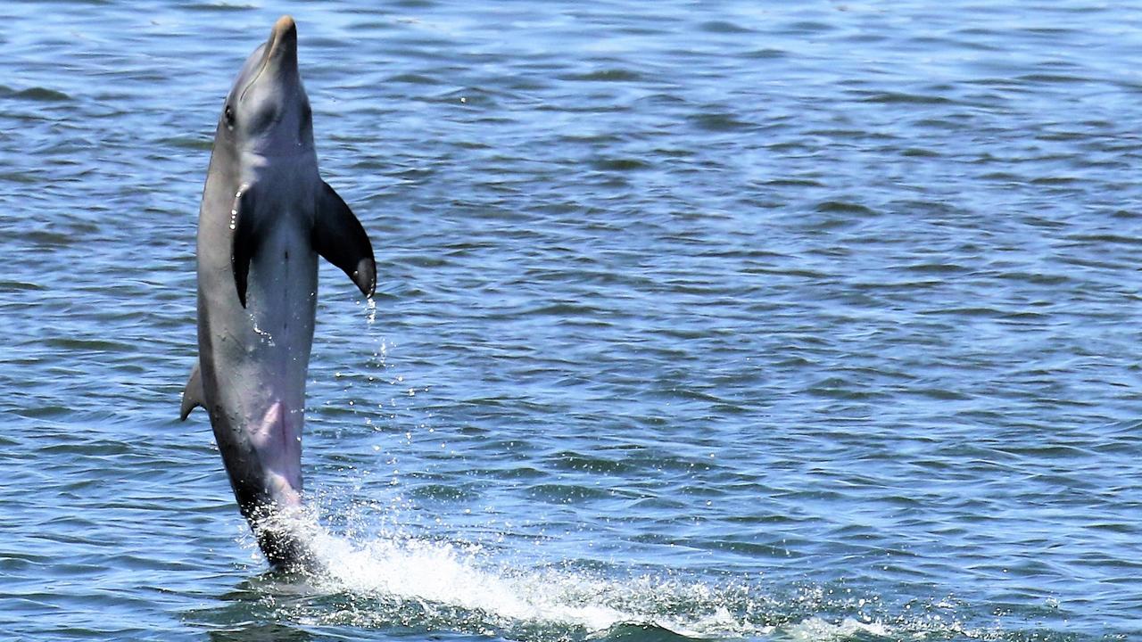 Port River dolphin investigation follows another mystery death | The