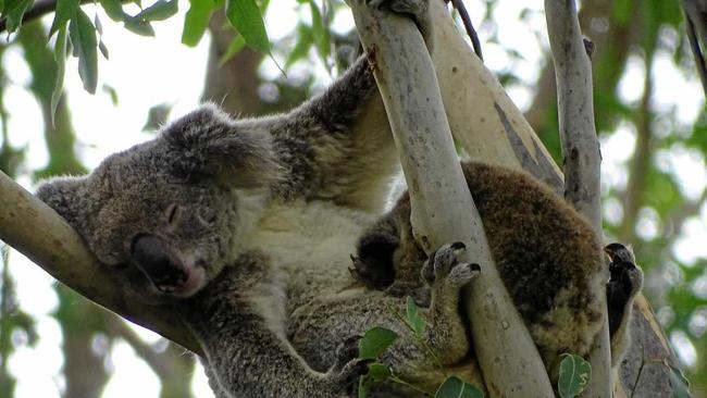 Wild Koala Day. Picture: Contributed