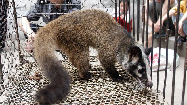 A civet cat captured in the wild by a farmer in Wuhan in 2003. Picture: AFP