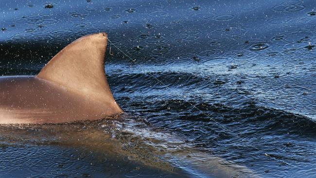 Dolphin Marianna in the Port river with fishing line on his dorsal fin in January 2019.