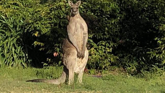 Is this one o Skippy’s descendants? A resident recently snapped this picture of a large male eastern grey kangaroo on a property at Duffys Forest. Picture: Lauren Seeley