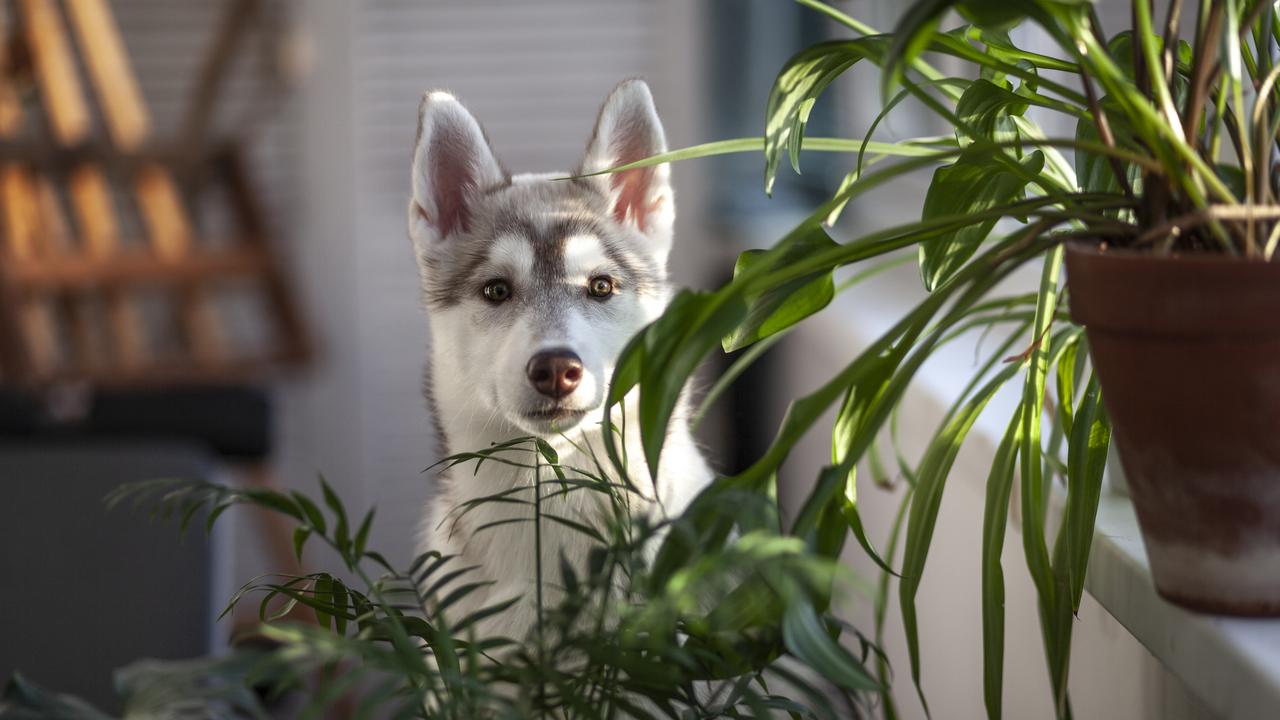 Aussies have been warned about the dangers of indoor plants to their pet dogs.