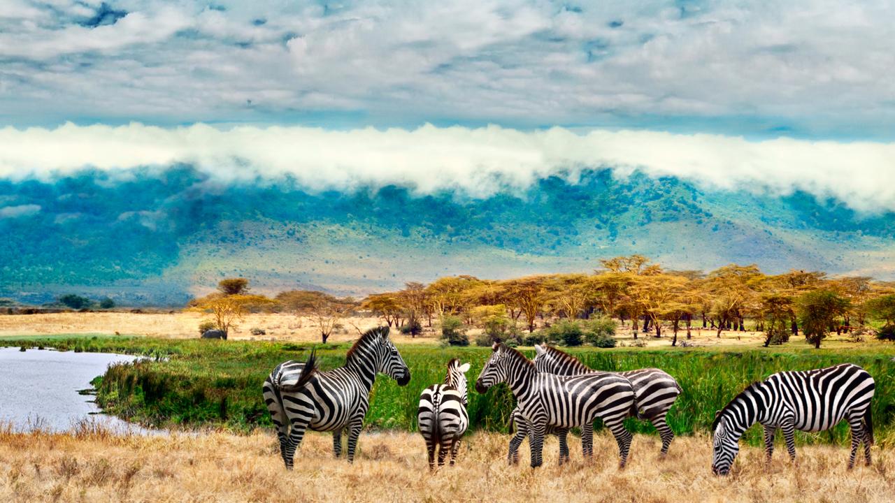 The Ngorongoro crater is filled with wildlife.