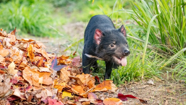 Eight Tasmanian Devils bound for US as part of conservation program