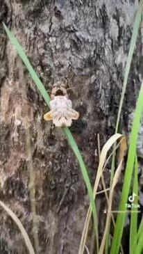 Cicada coming out of its shell near Kyogle