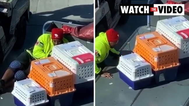 Virgin baggage handler comforts animals