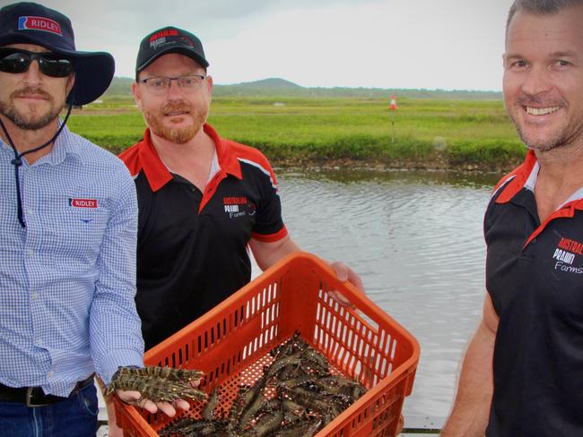 Ridley Group Technical and R&D Manager Dr Richard Smullen, Australian Prawn Farms Senior Manager - Research and Biosecurity Tony Charles, and Australian Prawns General Manager Matt West. Picture: Contributed