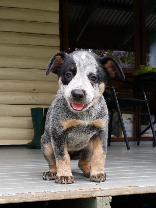 Bill Edgar’s dog is named Bo because his fur on his chest looks like a bow.