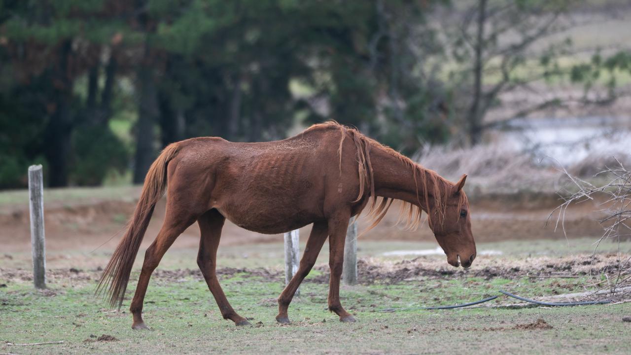 Why RSPCA Victoria may stop investigating reports of animal cruelty