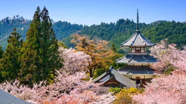 The region’s beauty is encapsulated in Yoshino, a mountain town best known for its 30,000 cherry blossom trees, but whose cultural roots extend far beneath the surface.