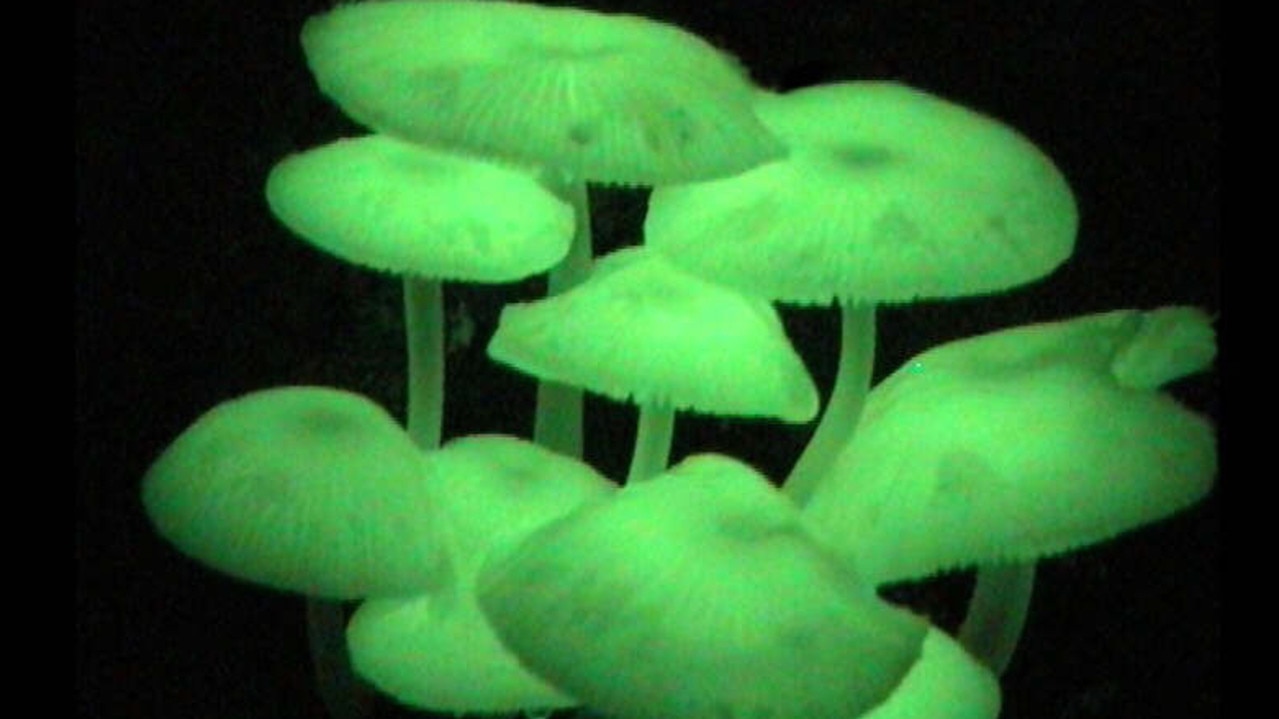 PicGarry/Maguire of these luminous Mycena lampadis mushrooms in his underground nursery , known as the worm hole. plants glowing fungi fungus mushroom
