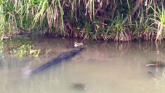 Video of crocs mating in Kakadu National Park proves a hit online ...