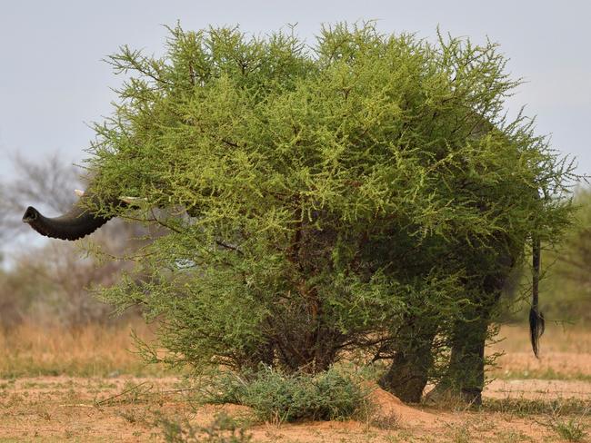 A camera-shy elephant in the African Savannah ‘camouflages’ itself behind a bush as it attempts to hide from park visitors in Marakele National Park, South Africa. Picture: Staffan Widstrand