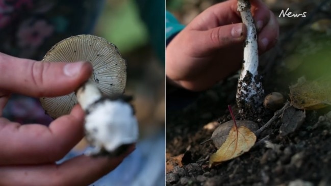 Melbourne deadly mushroom alert: death cap, yellow-stainer fungi